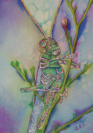 Water color painting of a grasshopper resting on a green sotol plant.